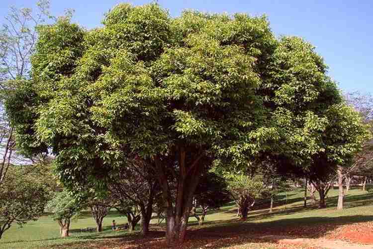 jamun Tree