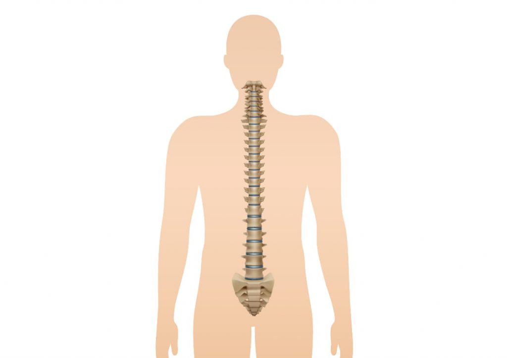 spinal cord 
