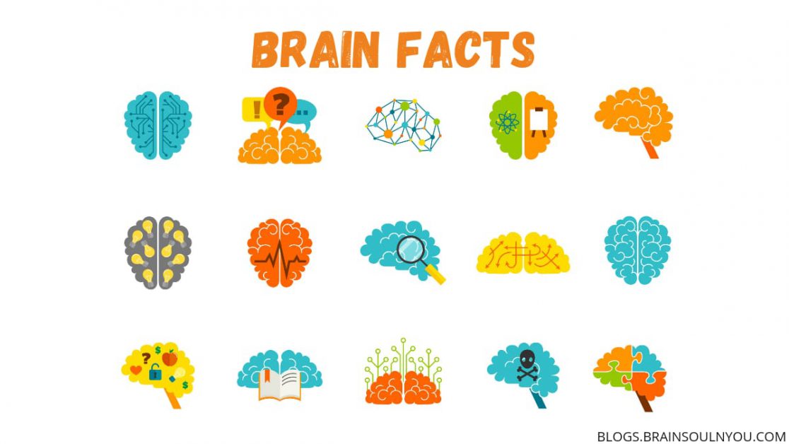 Facts of the Human Brain